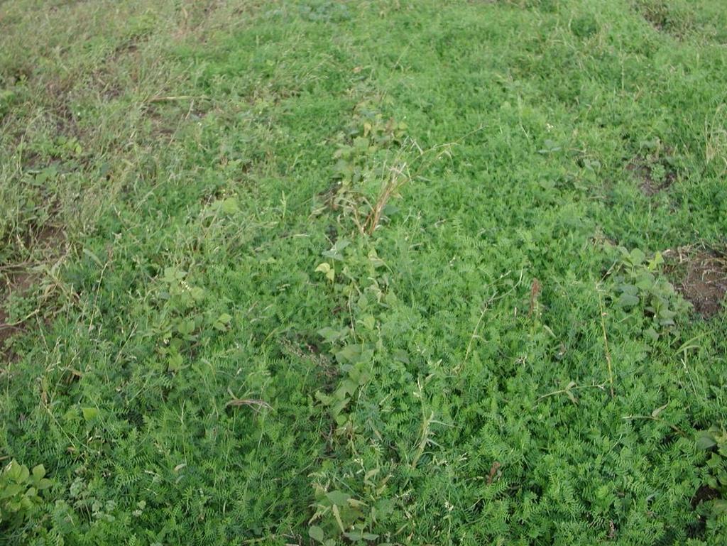July 17 Hairy vetch planted