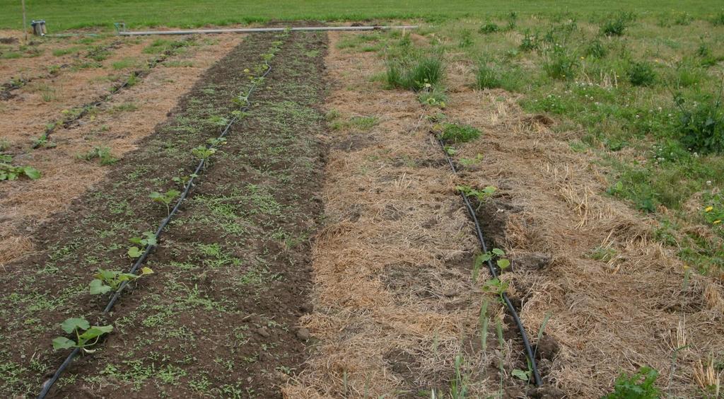 Current experiments focus on cover crop selection,