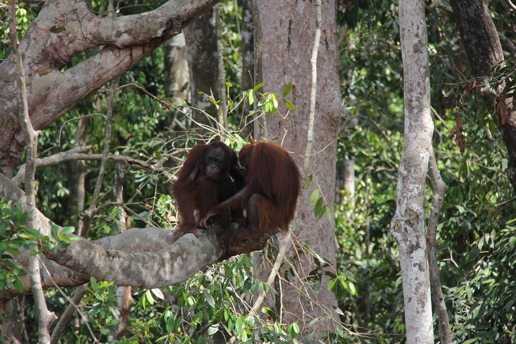 This approach is especially crucial in LESTARI s Leuser Landscape in northern Sumatra, which is home to 2.