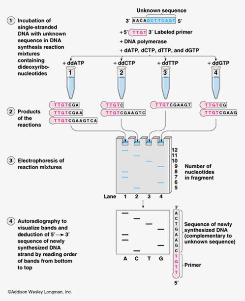 Sanger (1982) introduced chaintermination sequencing.