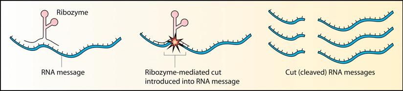Ribozymes fold so as to recognize specific RNA sequence and cleave it.