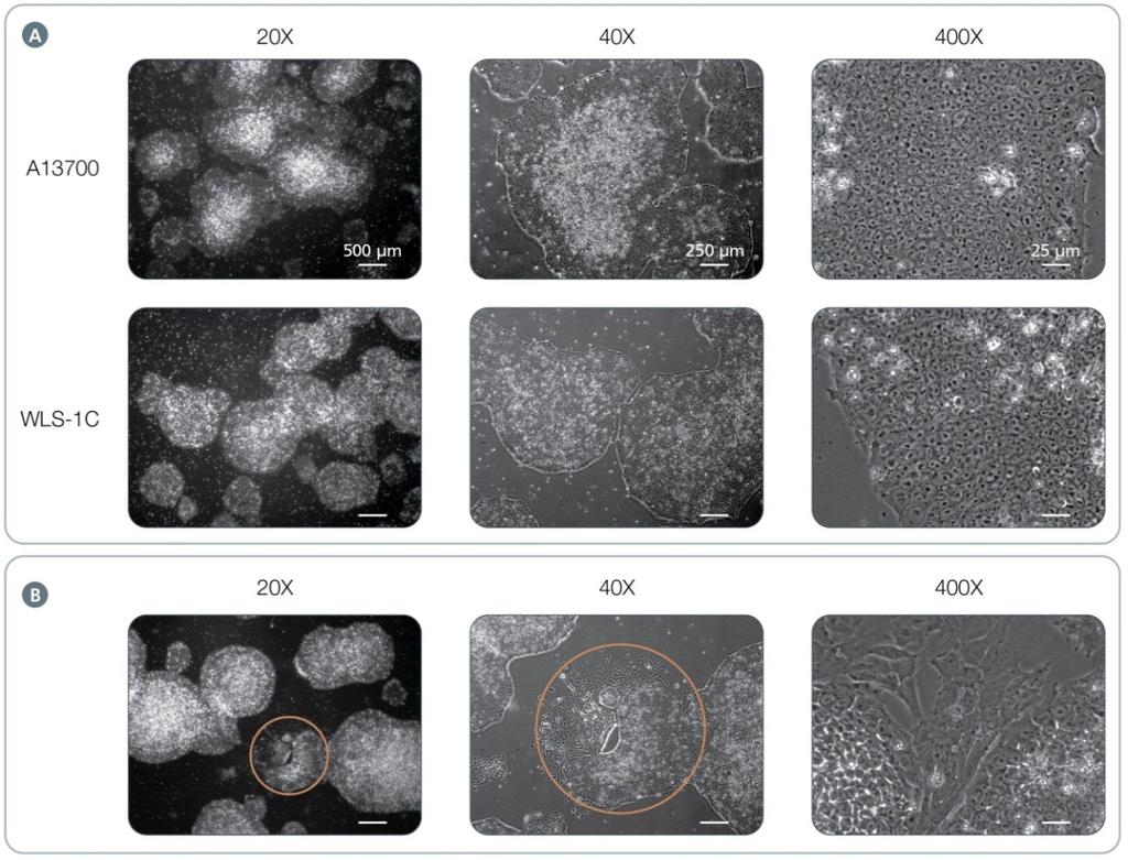 6 Figure 3. Morphology of Human ips Cells Cultured on Vitronectin XF Matrix in TeSR -E8 Medium.