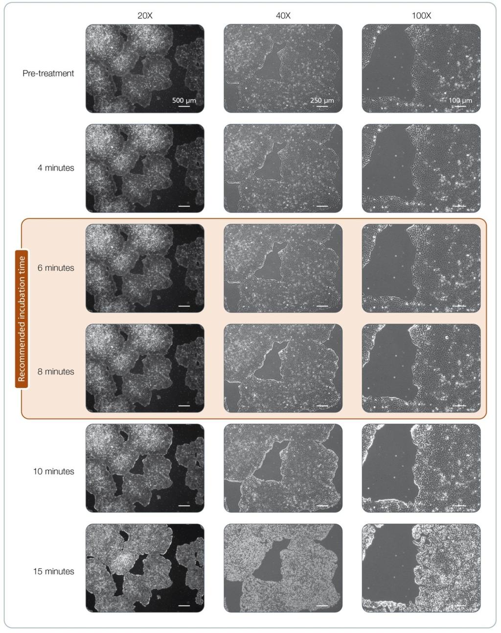 24 Figure 11. Effect of Gentle Cell Dissociation Reagent on Human ips Cells Cultured on Corning Matrigel Matrix in TeSR -E8 Medium.