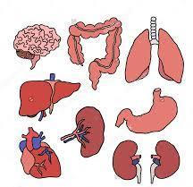 different organs Metabolism Distribution Excretion Organ-specific