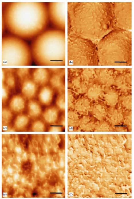 Fibronectin Interactions with Nano-scale Surfaces: Scale is Important for Proteins a b AFM images of fibronectin (5 µg/ml) adsorbed to PLGA surface with (a,b) 5 nm, (c,d) 2 nm and (e,f) 1 nm