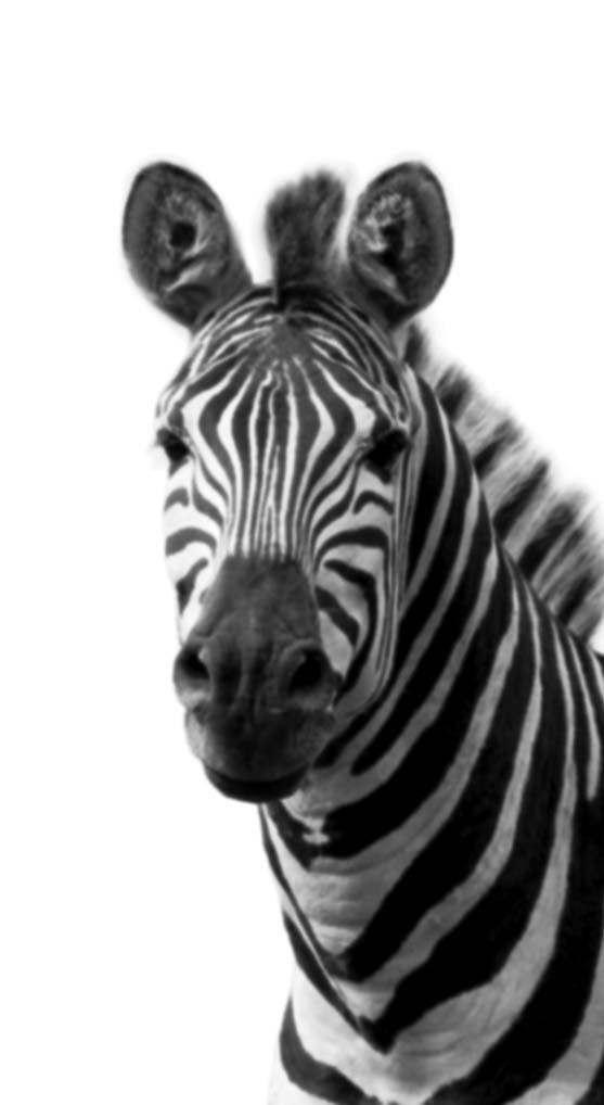Zebra s RFID Readiness Guide: Ensuring a