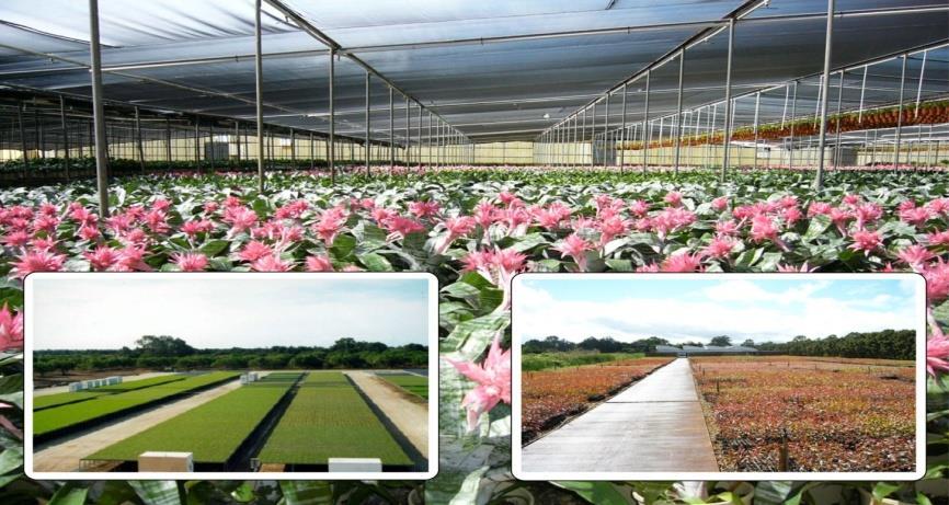 BioSecure HACCP Nursery Production Biosecurity System Reducing the Biosecurity Risk in