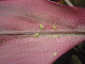 Cocoa pod borer (Qld) Chestnut blight (Vic) Lettuce aphid (TAS) Myrtle rust (NSW) Vegetable leaf miner (Qld) Banana freckle (NT) Multiple mealybugs (Qld)