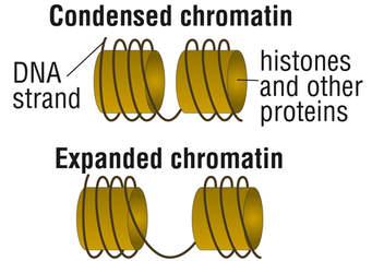 cannot be accessed in closed regions of chromatin