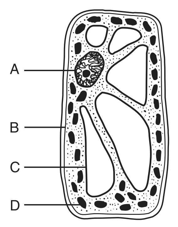 6. The diagram below represents changes in the sizes of openings present in leaves as a result of the actions of cells X and Y. 7. The diagram below represents a cell of a green plant.