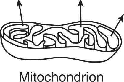 digestion The process illustrated occurs within. chloroplasts. mitochondria. ribosomes D. vacuoles 14.