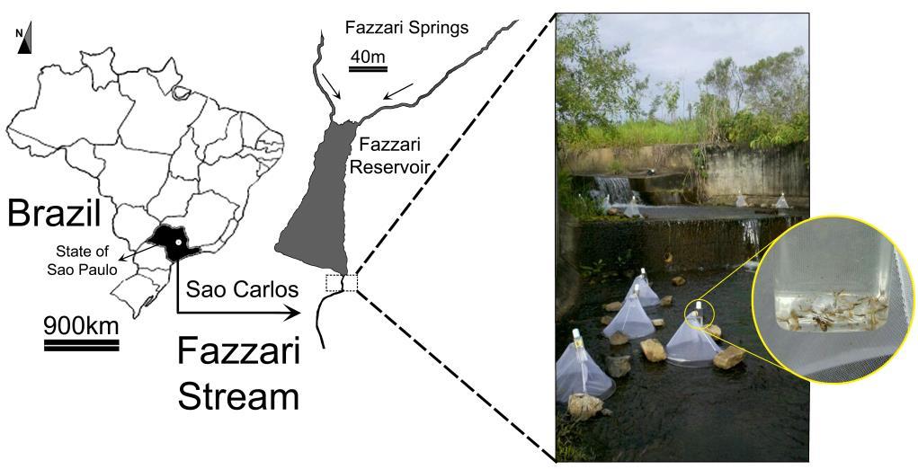 MATERIAL AND METHODS Study area Fazzari is a first-order stream situated inside a preservation area of Cerrado vegetation, although it presents a riparian forest along its course (URBANETZ et al.