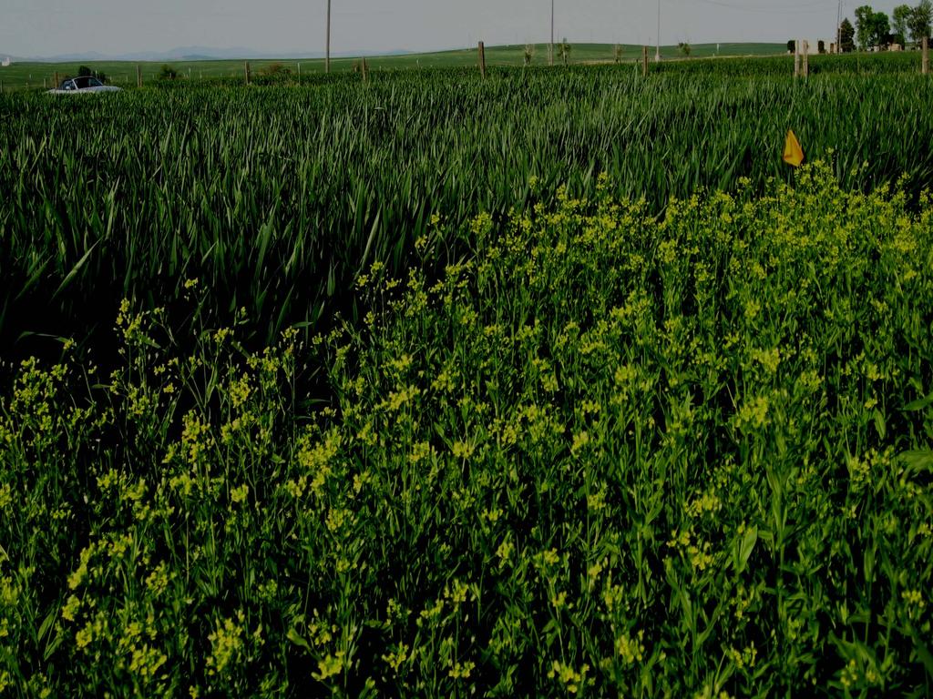 Camelina Adaptation Short season, temperate climate crop: 85-100 days. Can be grown on marginal agricultural lands. Low cultural inputs.
