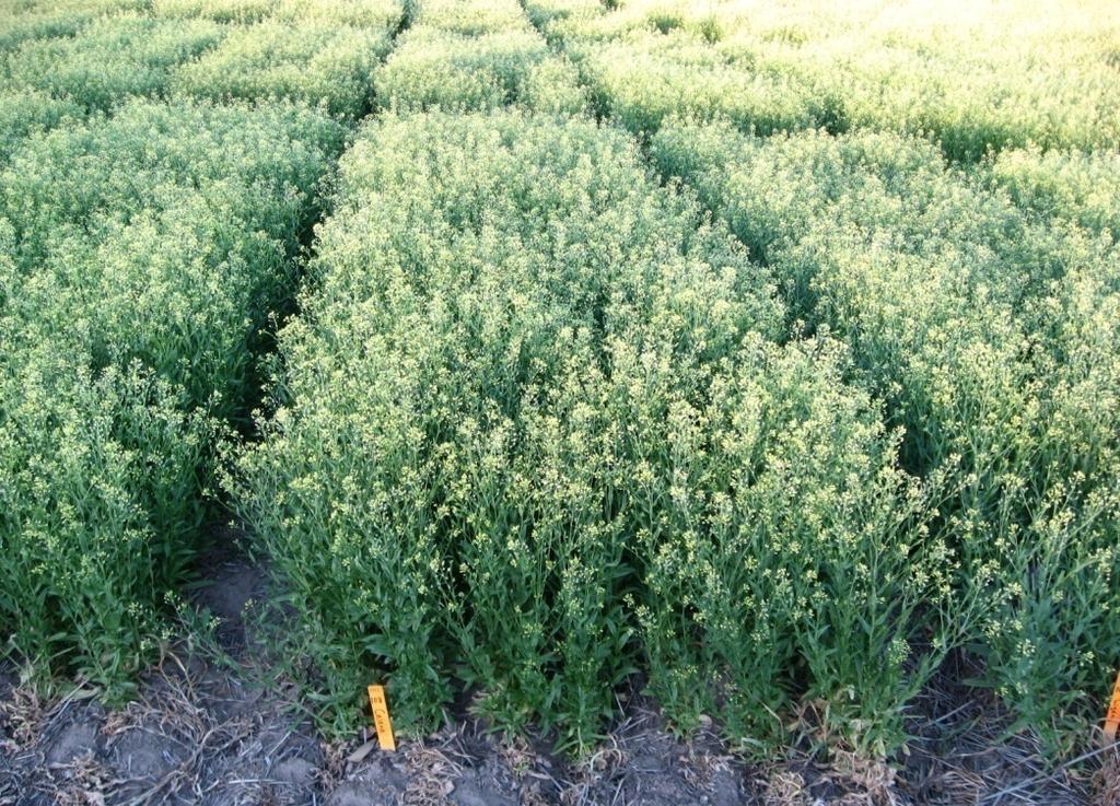 Camelina Variety Trials 2007 Moscow, ID