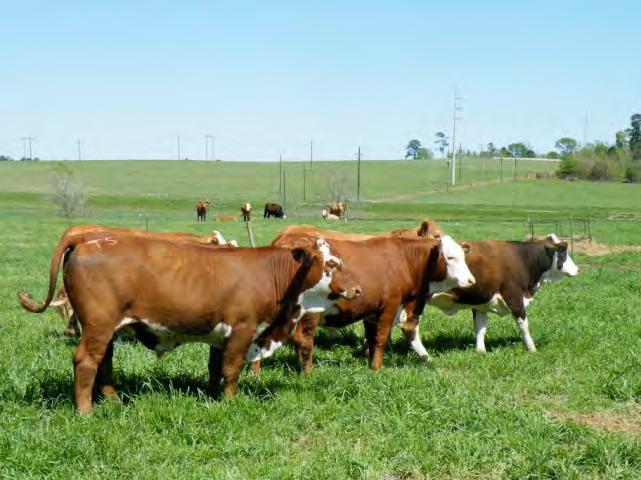 550 Forage- vs grain-based beef production systems Similar carcass wt endpoint 500 Live body weight, kg 450 400 350 300 250