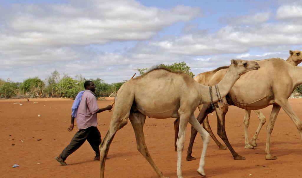 Introduction The Horn of Africa region (HoA), comprising Djibouti, Eritrea, Ethiopia, Kenya, Somalia, South Sudan, Sudan and Uganda, is one of the most climate hazard-prone and food-insecure regions