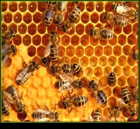 Assumption All Bees Sting Social 20,000+ bee species in the world 90%