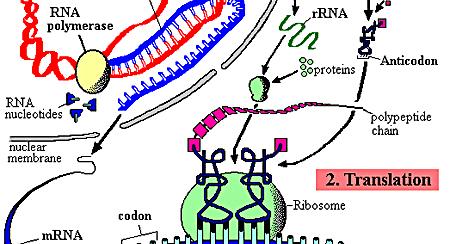 The RNA strand produced by this process is known as messenger RNA (mrna).