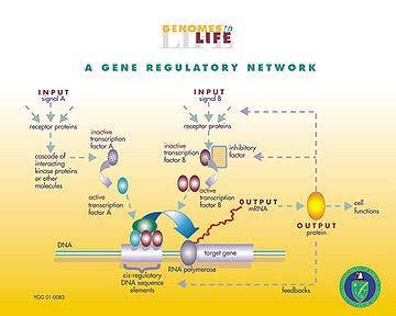 25 Figure 2.7. A typical gene regulatory network. Source from http://upload.wikimedia.org/wikipedia/commons/thumb/c/c4/gene_regulatory_network.jpg/ 360px-Gene_Regulatory_Network.