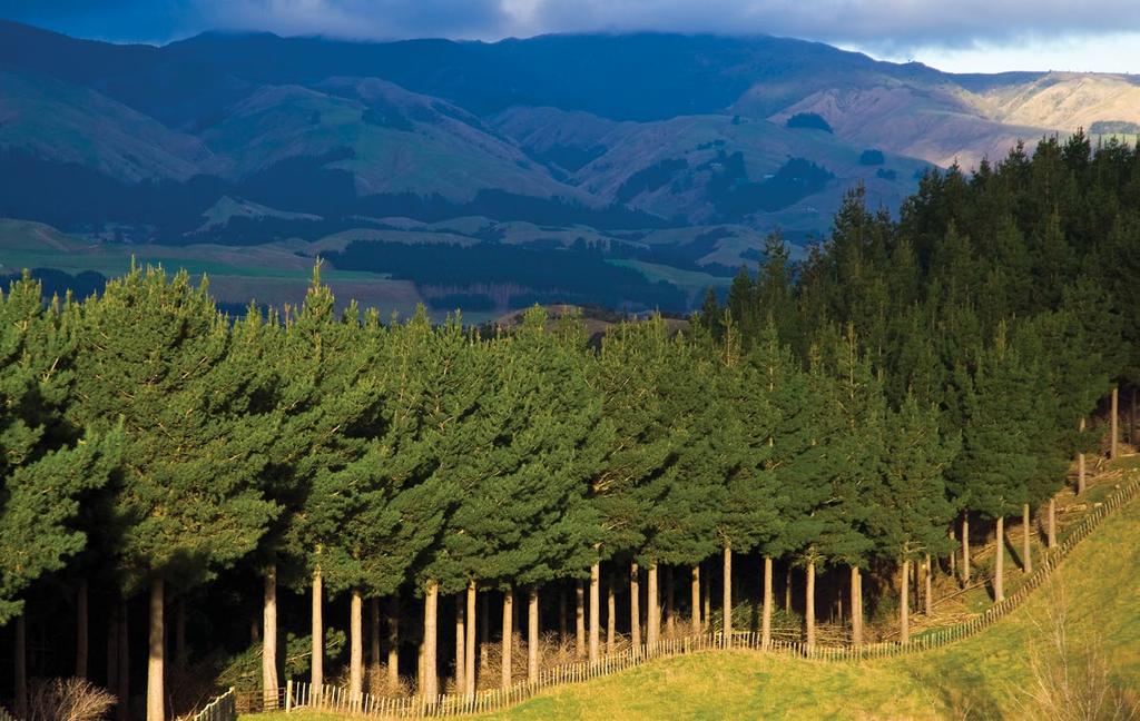 New national rules for plantation forestry Plantation forestry is New Zealand s third largest primary sector.