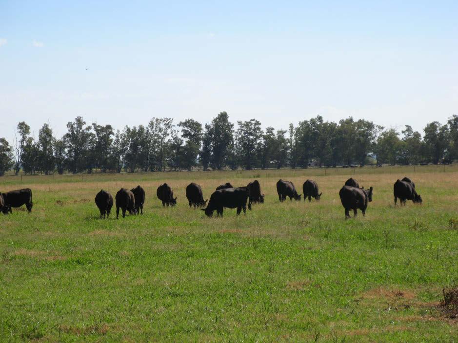 UNIVERSITY OF CALIFORNIA COOPERATIVE EXTENSION 2 SAMPLE COSTS TO PRODUCE PASTURE Prepared by: Larry C.