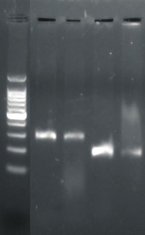 PAGE 8 FFPE DNA Extraction kit A. B. 297 bp 195 bp D Q D Q Figure 3.