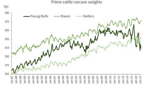 Defra slaughter data for December recorded average dressed carcase weights for young bulls in the UK as 304.2kg, the lowest in a decade.