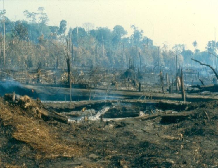 True (T) or False (F): Globally, the area of forests is declining, mostly due to human activity.