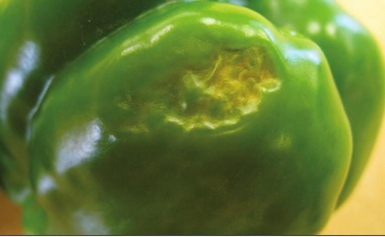 Calcium ions are present in the soil solution in which the pepper roots are growing. Blossom-end rot results from a calcium (Ca) deficiency in young, rapidly expanding pepper fruit tissues.