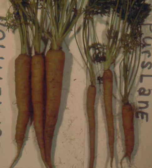 Carrot Yields Reduced 70% Zero Weed