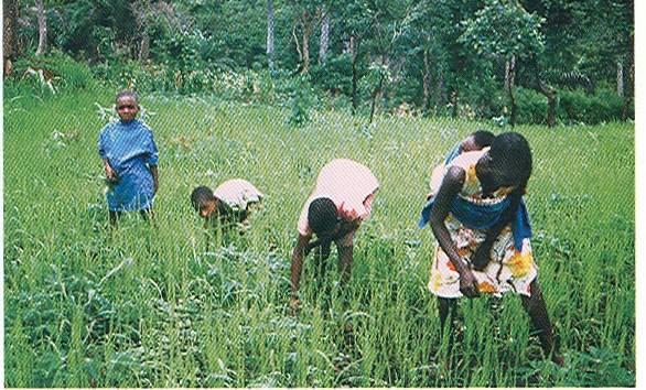 Handweeding is the Predominant Weed Control Practice in Sub-Saharan Africa