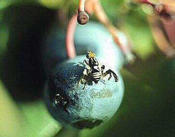 Blueberry Maggot