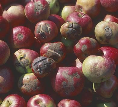 Organic Apple Production: Northeastern U.S.
