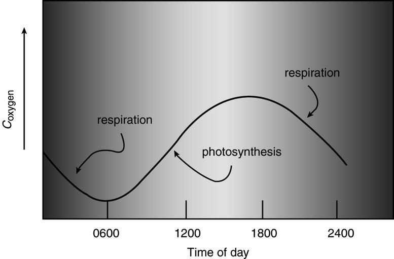 photosynthesis uses