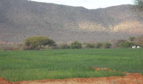 agriculture Wilted maize crops d/s NyM Dam Also with groundwater