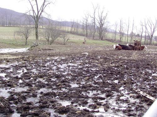 Before: A stream bank damaged from livestock grazing