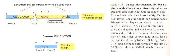 1 st st Copy whole stuff, then cut out introns (splicing) Bi01_19 (1998) Splicing,, Details Bi01_20 (1998) The RNA splicing mechanism.