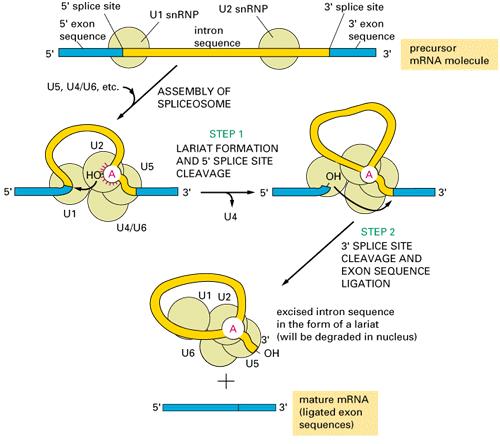 After assembly of the spliceosome, the reaction occurs in two steps: in step 1 the branch-point A nucleotide in the intron sequence, which is located close to the 3' splice site, attacks the 5'