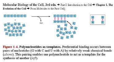 Different Roles of RNA Bi01_21 RiboNucleic Acid 4 letter alphabeth Adenine Guanine Cytosine Uracil (instead of T in DNA)
