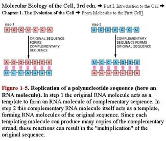 acting as a catalyst for copying processes of various types: RNA RNA RNA protein) Role 1: RNA as a template for