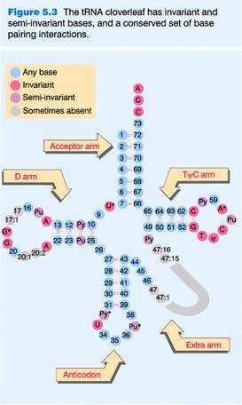 Fully advanced role of trna as a catalyst: 3D