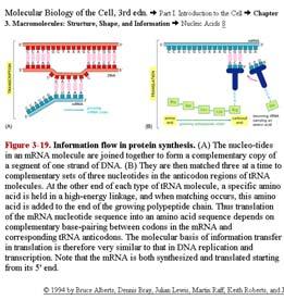 Bi01_32 energy (solar, nutri The entropy fightin replication DNA RNA