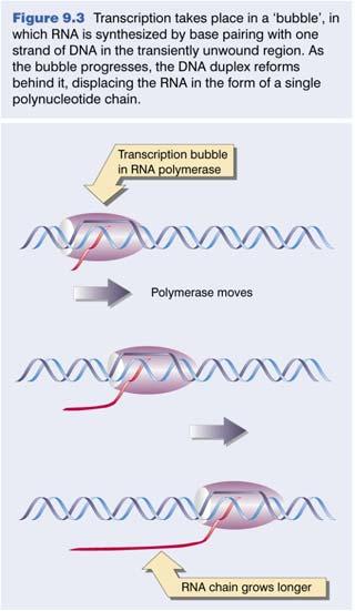 ) transcription DNA unwinding and rewinding by RNA polymerase.