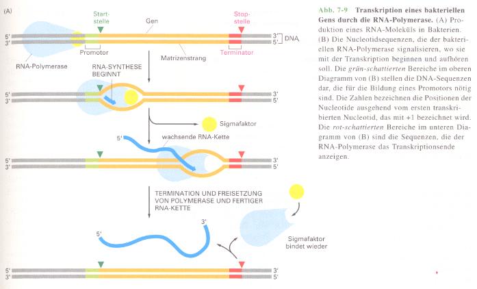 Transcription,, Start & Stop Bi01_15 (1998) Transcriptions,, Start & Stop, Details Bi01_16 (1998) Start and stop signals for RNA synthesis by a bacterial RNA polymerase.