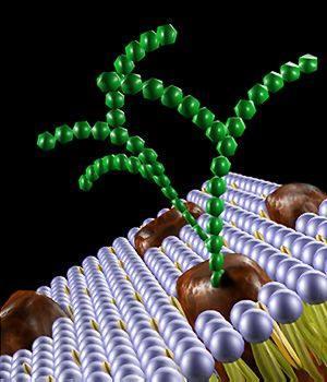 REMEMBER Membrane proteins with