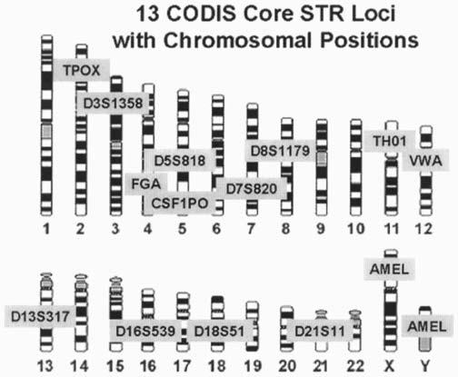 and reproducibility STRs are amplified using polymerase chain reaction using a set of primers that flank the STR loci The gels will reflect the number of repeats in the two chromosomes As both