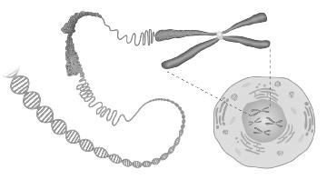 Interpreting Illustrations Use with textbook pages 125 130. The control centre of the cell Use the diagram to help you answer question 1. 1. Describe the structure of DNA.