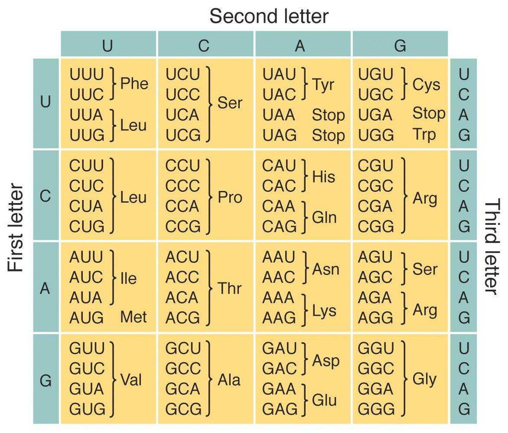 and amino-acid content in proteins GC and the genetic code