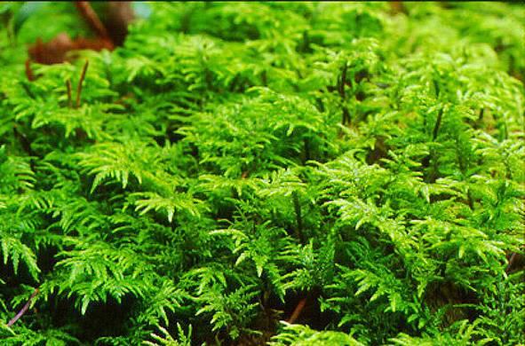 Significant changes in bryophyte abundances Hylocomium splendens in 1950s, 1980s and 1990s
