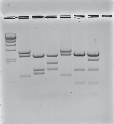 INSTRUCTOR'S MANUAL BACKGROUND M CS S1 S2 S3 S4 S5 1 2 3 4 5 6 7 8 It is easy to see that the DNA taken from the crime scene and the DNA from S3 are identical.